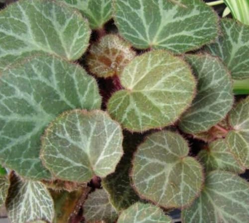 Strawberry Begonia Plant 3 inch Pot