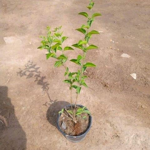 Evergreen Nursery IN Plants Juhi/Jasminum Auriculatum in 6 Inch Plant Nursery Pot