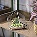 NCYP Small 3.93 Inches Geometric Glass Terrarium Box, Inclined Cube Clear Decorative Planter, Tabletop Air Plant Holder, Succulent Display Flower Pot, Black Centerpiece (No Plants, No Lid)