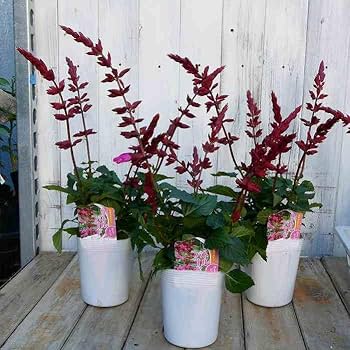 Amazon | 栄養系サルビア リトルバード ローズピンク 3.5号