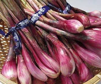 【沖縄県産】島らっきょう 紫らっきょう 食べ比べセット 沖縄県産】島らっきょう 紫らっきょう 食べ比べセット