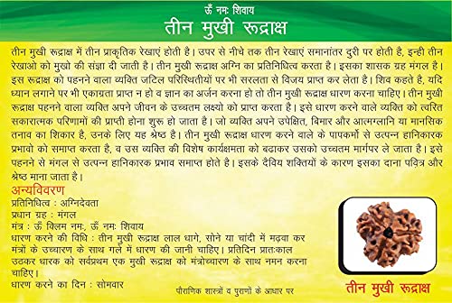 Image of Siddha 3 / Three Mukhi Pure Rudraksha from Nepal, Laboratory Certified.