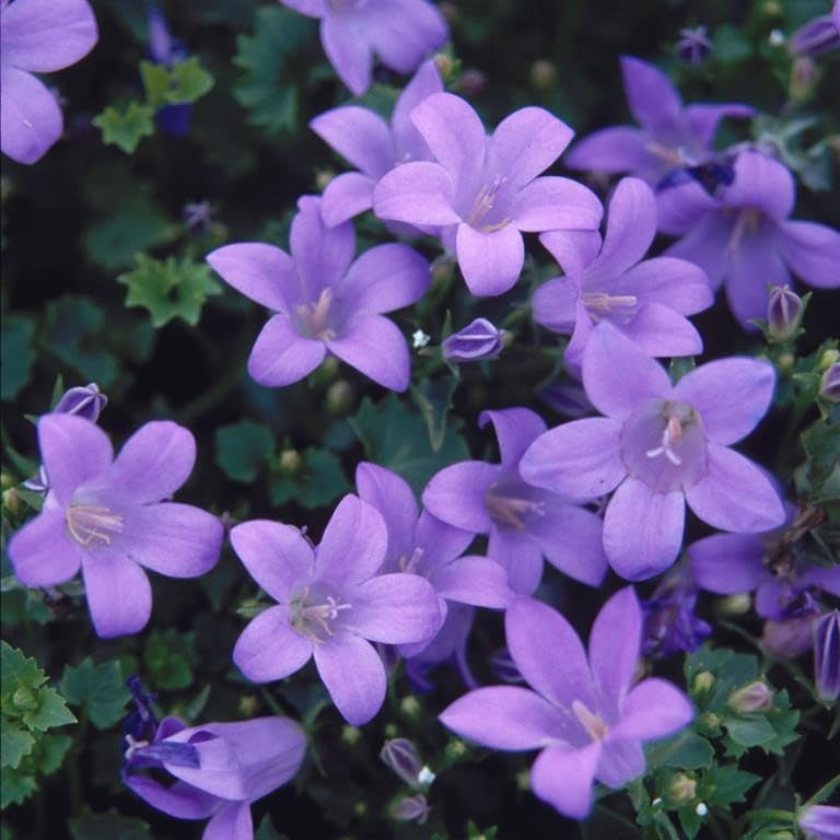 Campanula muralis 'Major' – Low-Growing Perennial with Violet-Blue Flowers, Ideal for Ground Cover & Rock Gardens – by Park Farm Plants (6 x Plug Plants)