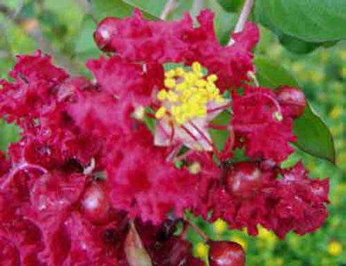 Crepe Myrtle Dynamite Rosso 10 semi