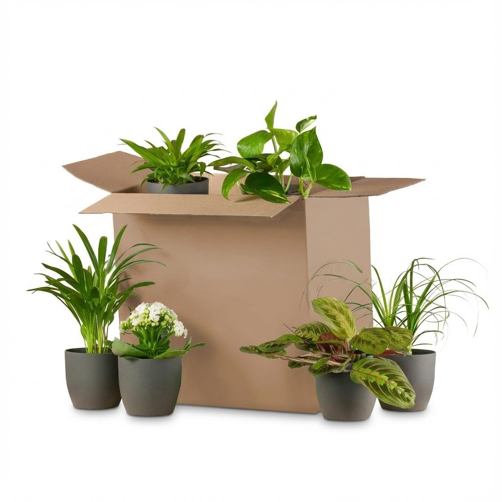 Set Piante da Interno con Vasi in Fibra, per Casa, Verde e Nero, 6 Pezzi
