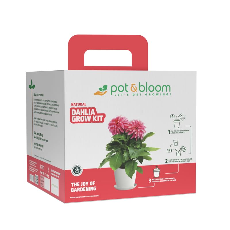 Pot and Bloom Dahila Flower Gardening Kit| Home Gardening| Includes- Dahila Seeds, Pot, Poting Mix(Soil & Fertilizer Mix), Plant Growth and Protection Spray, Cocopeat, Nutrition Powder| Return Gift|-image-27
