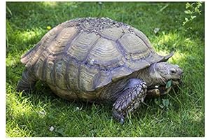 High-Nutrient African Grasses Tortoise Mix Seeds for Desert Sulcata Leopard Tortoises (10K...