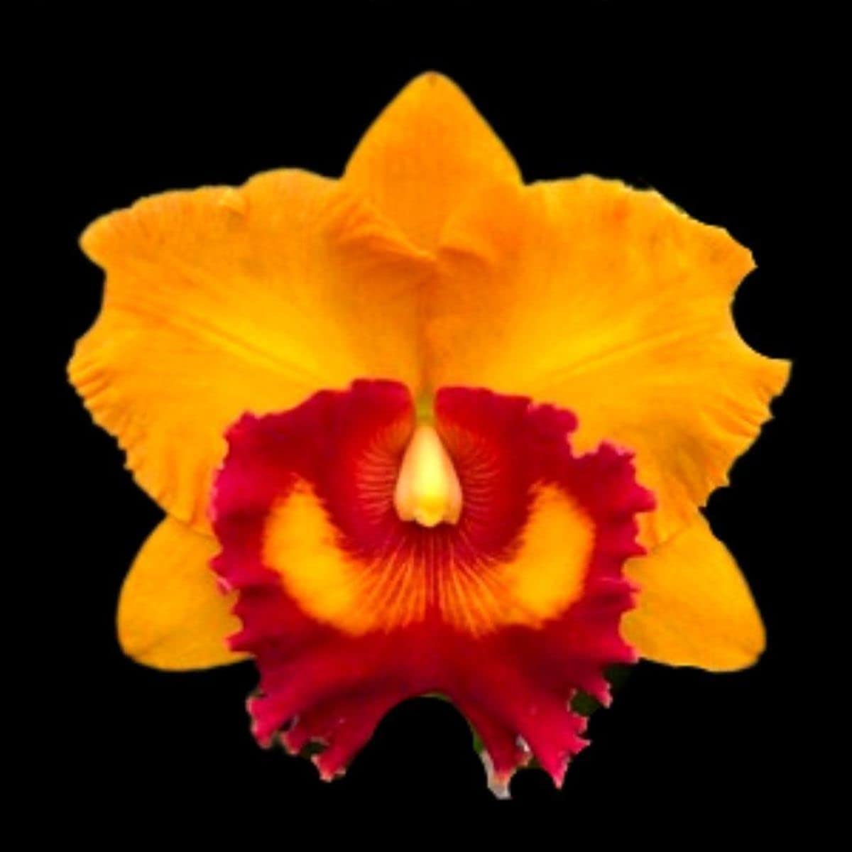 RLC. Nakornchaisi Delight # 3_SS