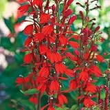 100PCS Cardinal Flower Seeds Red Lobelia Cardinalis Hummingbird Garden Plant Seeds