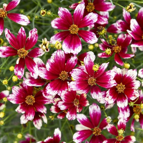 2000+Dwarf Coreopsis Plains Wild Flower Seeds for Planting Outdoor-Perennial Coreopsis Tinctoria Plants Bloom Garden Home Non-GMO Heirloom