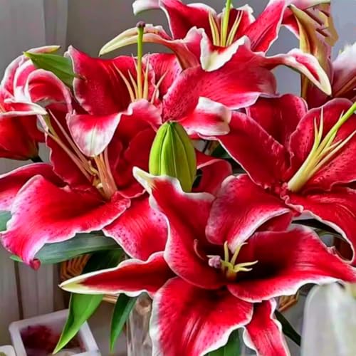 Lily Bulbs - Giant Flower Perennials, Hardy, Professional Garden Planting for Brilliant Displays, Fragrant Blooms-2 Bulbs-F