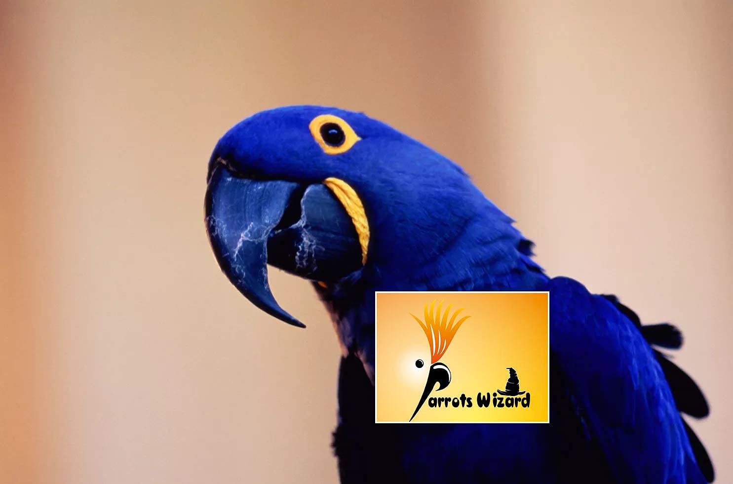 Parrots Wizard Large Sunflower Seeds for Big Parrot 450 Grams, All Life Stages, bird 4