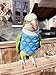 FORZENA Bird Clothes - Cotton Sweater Bird Flight Suit for Parrots African Greys Parakeet Cockatiel Sun Conure Christmas Party Birthday Cosplay Photo Gift Parrot Apparel Bird Supplies (L,Blue Plaid)