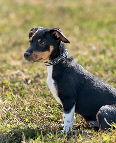 lionto Hundehalsband aus strapazierfähigem Nylon, Größe XS, weiches gepolstertes Halsband für Hunde, 360° reflektierend & Klickverschluss, Metallring & Anpassung durch stufenlosen Schieber, schwarz
