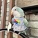Parrot Bird Supplies,Light Flying Clothes,Summer Dress Skirt With Colorful Flower,Comfortable And Suitable For Tiger Skin,Green Cheek Parrot,Little Sun Parrot, Monk Parrot, Lovebird,etc. (Medium)