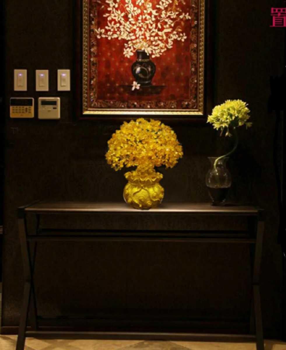 特大黄金木招財樹