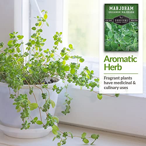 Marjoram Seeds for Planting – Sweet Marjoram Herb for Cooking & Aromatic Gardens – Non-GMO Heirloom Seed Variety for Indoor or Outdoor Growing – Survival Garden Seeds (2 Packs) - Image 4