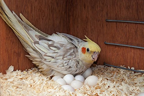 Sage-Square-Special-Combo-of-Jumbo-Size-Natural-Wood-Mountable-Nest-Cum-Breeding-Box-with-Perch-Attached-Design-for-Medium-Size-Birds-with-Nesting-Material-100grm