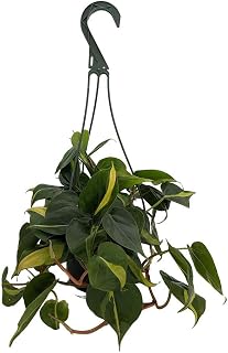 Hirt's Gardens Brazil Philodendron - 6" Hanging Pot - Easy House Plant- Low Light