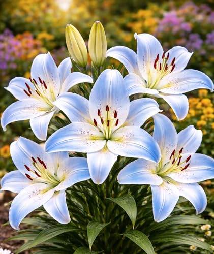 Navona White Asiatic Lily Bulbs for Planting Pure White Hardy Perennial Blooms Early Summer Garden & Cut Flower Favorite (3 Bulbs)