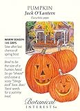 Jack O'Lantern Pumpkin Seeds - 6.5 grams