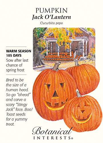 Jack O'Lantern Pumpkin Seeds - 6.5 grams