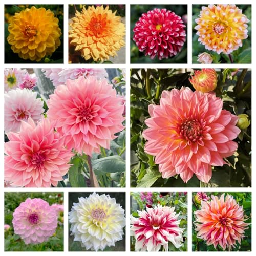 Bulbi dalia perenni - facile da coltivare anche per i principianti-2 bulbi-H