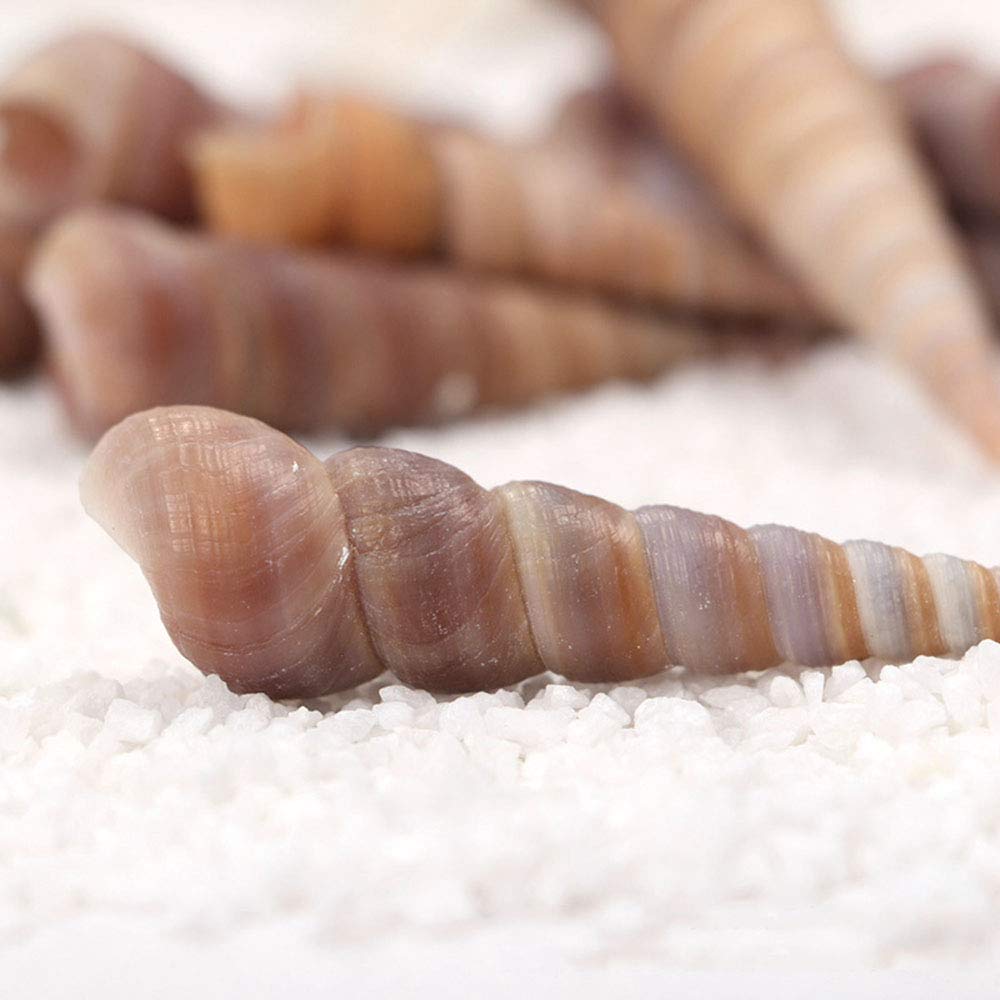 Onwon 50 Pcs Medium Sea Shells Natural Seashells for Fish Tank, Home Decorations, Beach Theme Party, Wedding Decor, DIY Crafts, Fish Tan