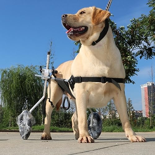 Attelles pour pattes de chiens et fauteuil roulant XL réglable contre la paralysie canine