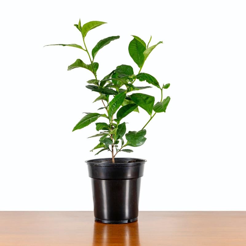 Darjeeling Tea Plant Live for Home Garden – Green Tea Sapling – Healthy Leaf Growth Variety – Ideal for Terrace & Kitchen Gardening (Pack of 1 Live Plant)-image-21