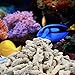 Lighibeuty Crushed Coral Filter for Aquarium,Fish Tank Crushed Coral for Freshwater Aquarium Ph Aquarium Bio Filter Media Bag Reusable Aquarium Filter