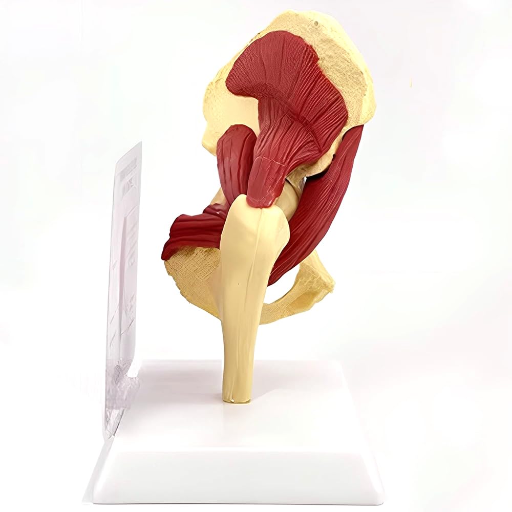 Model anatomii stawu biodrowego, model więzadła nerwu mięśniowego, model szkieletu prawego stawu biodrowego z mięśniami, do anatomii i fizjologii, edukacji naukowej