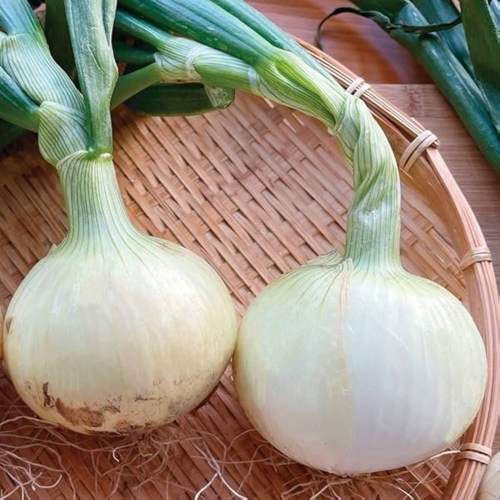 Amazon.co.jp: 玉ねぎ苗（早生）F1とくちゃん 100本 / 国華園 25