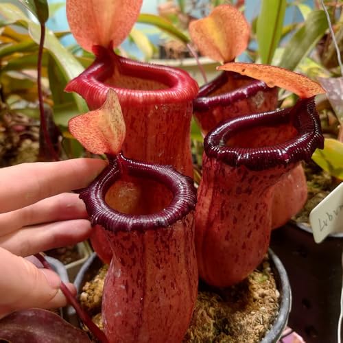 semi di carnivora - nepenthes - decorazione giardino esterno, da balcone semi di carnivore rare, decorazione soggiorno autunnale, 10pcs