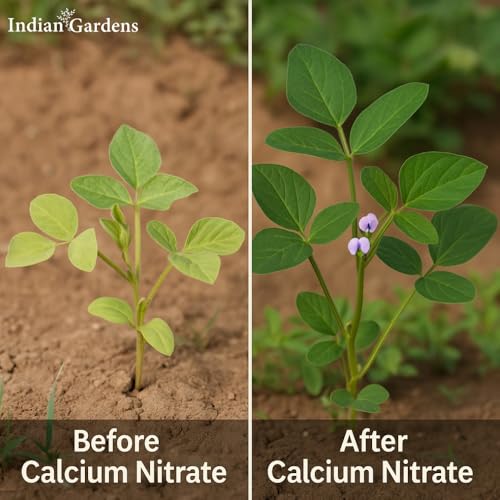 Image of Indian Gardens - Premium Calcium Fertilizer for Plants | 100% Water-Soluble Formula for All Plants | Prevents Blossom End Rot & Tip Burn | Improves Fruit & Vegetable Quality (200 Grams)