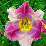 Taglilien Rhizome/Winterhart/Perfekt als Gartendekoration/(NVNJHJN)-5 rhizome-D