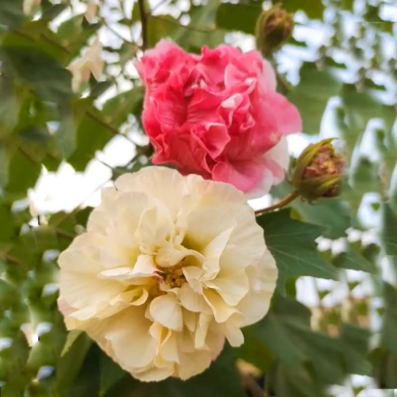 See full amazon price history chart for Hibiscus Mutabilis Flowering Plant (Confederate rose, Cotton rose mallow) Hibiscus Mutabilis Flowering Plant (Confederate rose, Cotton rose mallow) (B0CX9FRTHX) Amazon Price History, Amazon Price Tracker