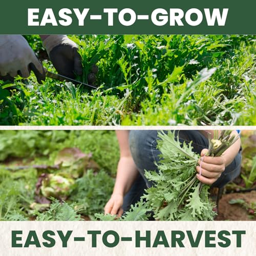 image for FAMILY SOWN Arugula Ruquette – 2,000 Premium Seeds for Planting – 