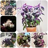 gynura aurantiaca purple passion Semillas para y frescas de jardín.Se puede en balcones o alféizares de ventanas para lograr un efecto decorativo.