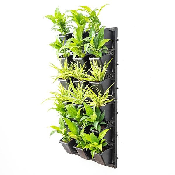 Mphmi Nursery Delhi Outdoor Plants Kalanchoe (Orange) - Plant (B0CMHLL17K) Amazon Price History, Amazon Price Tracker