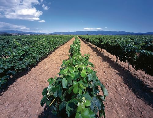 Perelada Cava Stars Brut Touch of Rosé Cava (1 x 0.75 l) (Packung mit 3)