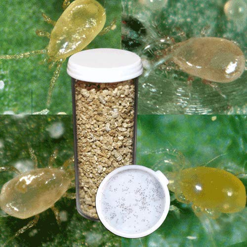 Buy Nature's Good Guys 1,000 Predatory Mites Neoseiulus Fallacis Bottle