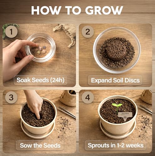 Jacaranda Bonsai Starter Kit