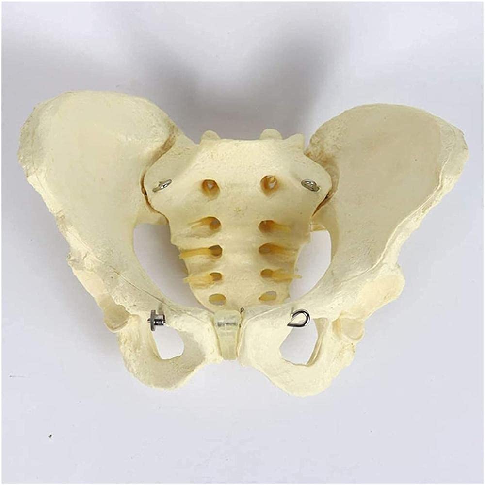 Naturalny Model Anatomiczny Kości Miednicy Kobiecej Dla Materiałów Szkolnych I Pomocy Medycznej