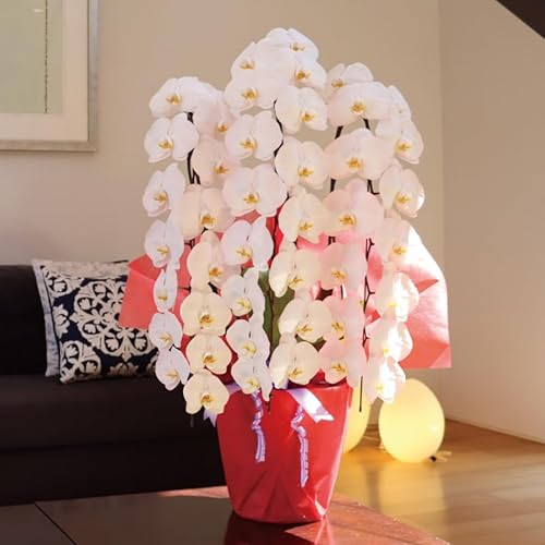 Ӓ Yy؁ijz  Yn MSDi[Z[ (3{ 45ց` )