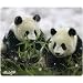 Allsop Nature's Smart Mouse Pad 60 % Recycled Content, Panda (29879)