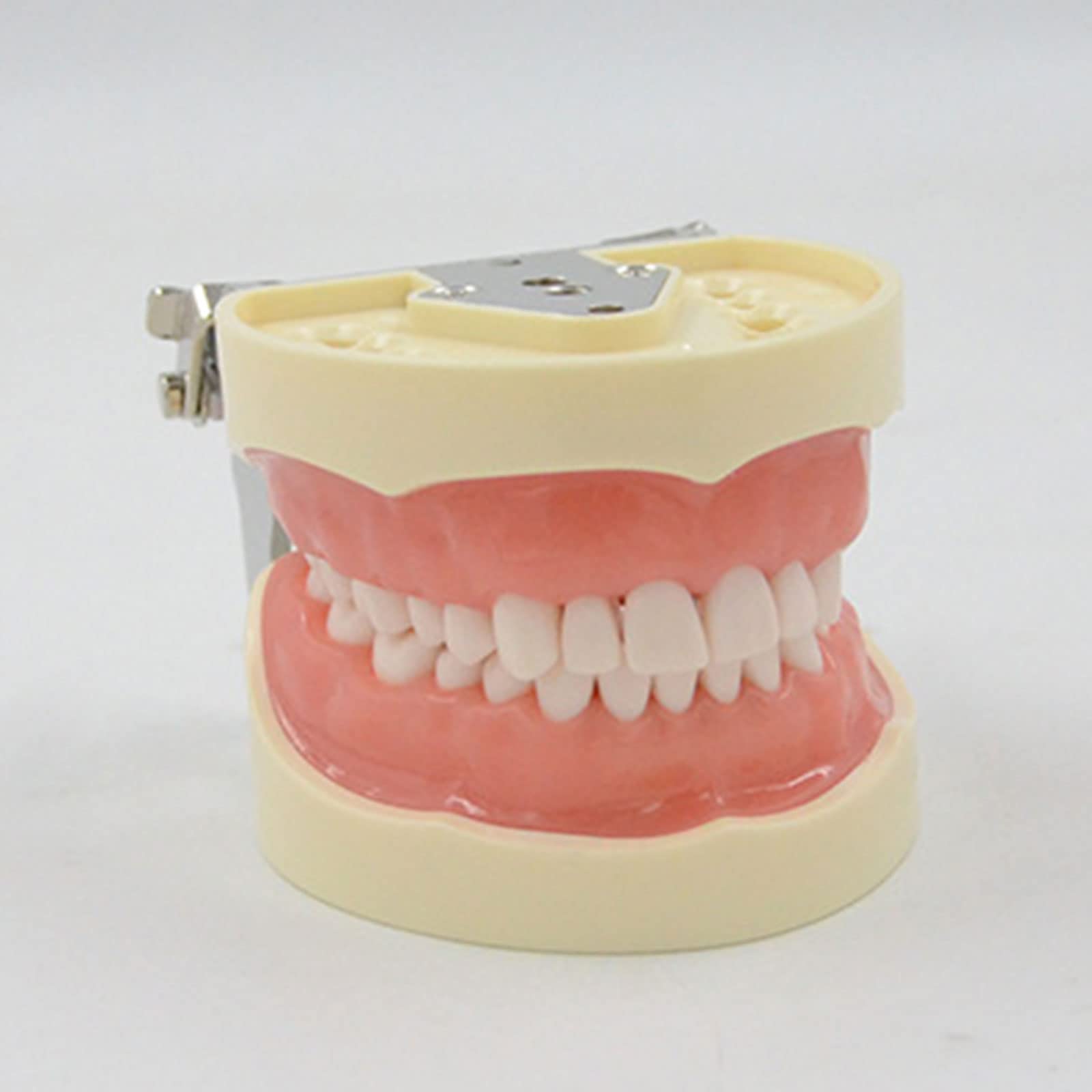 Zahnmodell Für Zahnmodellmodell Für Zahnärztliche Zähne Typodontmodell Mit 32 Abnehmbaren Zähnen Zum Unterrichten Von Anatomischem Modell Zahnmodell Für Zahnarztpraxis