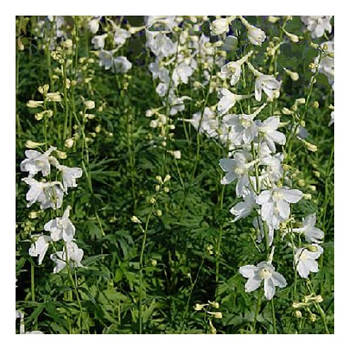 Delphinium Belladonna 'Casablanca' / White Larkspur / Hardy Perennial / Cut Flower / Seeds