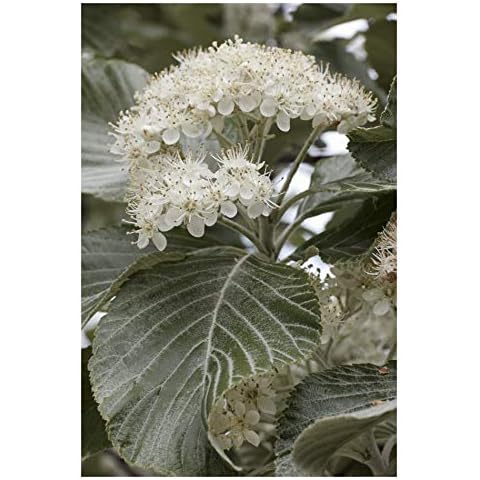RP Seeds Sorbus aria Whitebeam Tree Seeds Cover