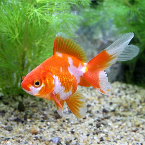 Amazon | （国産金魚）更紗琉金（1匹） | charm(チャーム